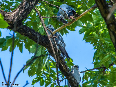 mississippi_kite