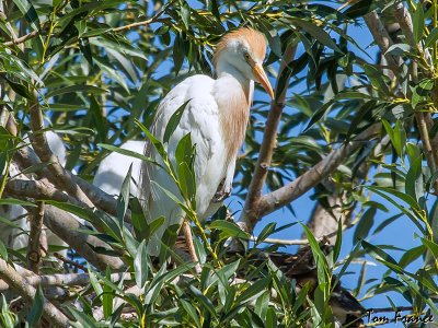 cattle_egret