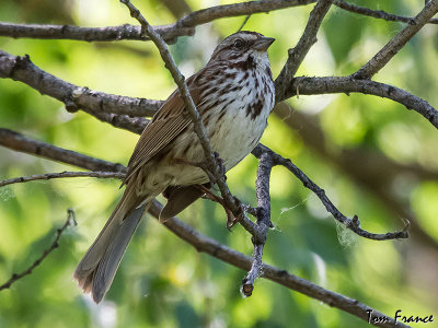 sparrow_song
