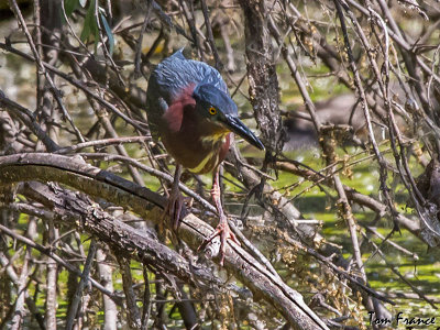 green_heron