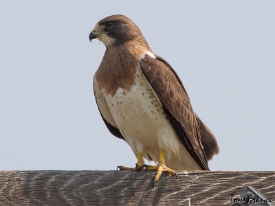 hawk_swainsons
