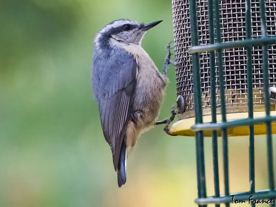 Red-breasted Nuthatch4 female.jpg