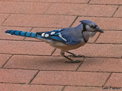 blue_jay