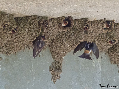 cliff_swallow
