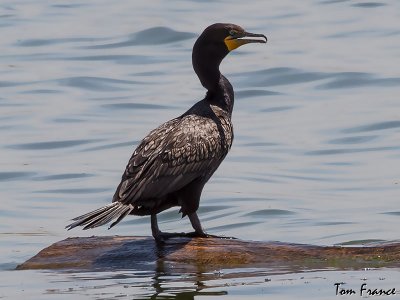 cormorant_double-crested