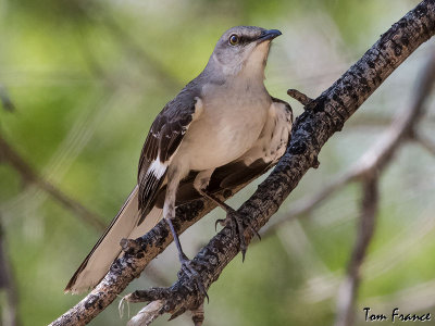 Northern Mockingbird3a.jpg