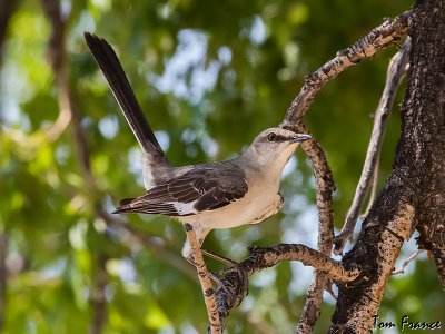 mockingbird