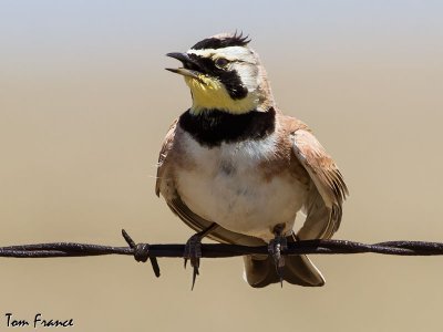 horned_lark