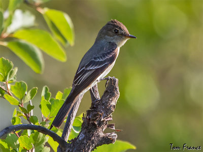 Western Pewee1.jpg