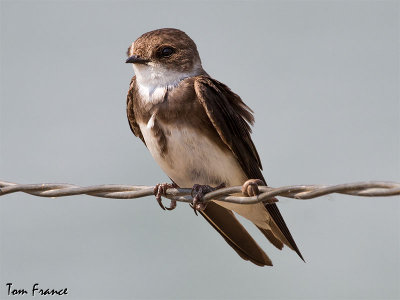 bank_swallow