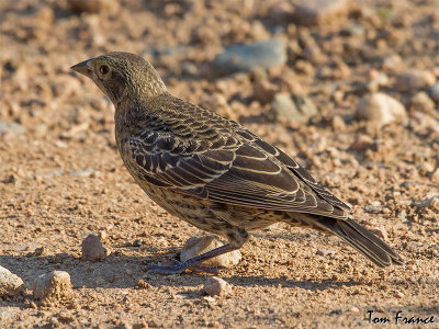 cowbird