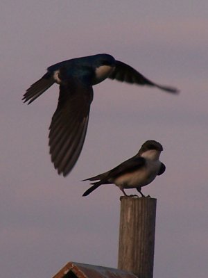 Birds on the Salt Marsh