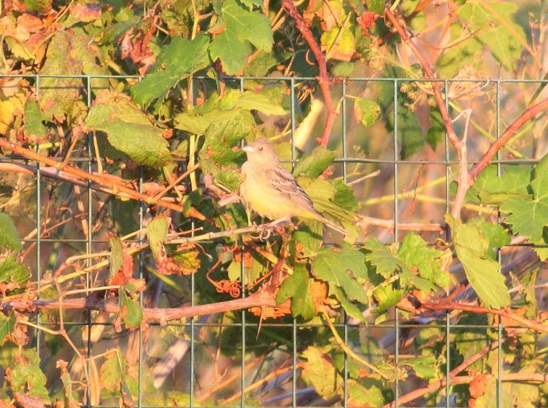 Black-headed Bunting (Emberizia melanocephala)