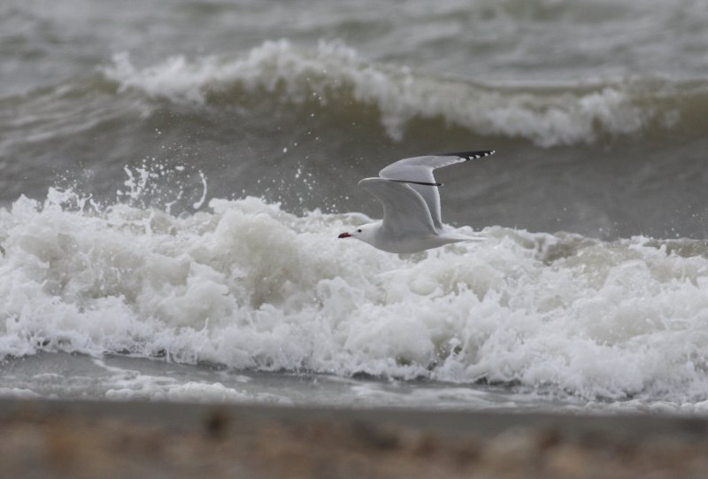 Audouins Gull (Larus audouinii).jpg