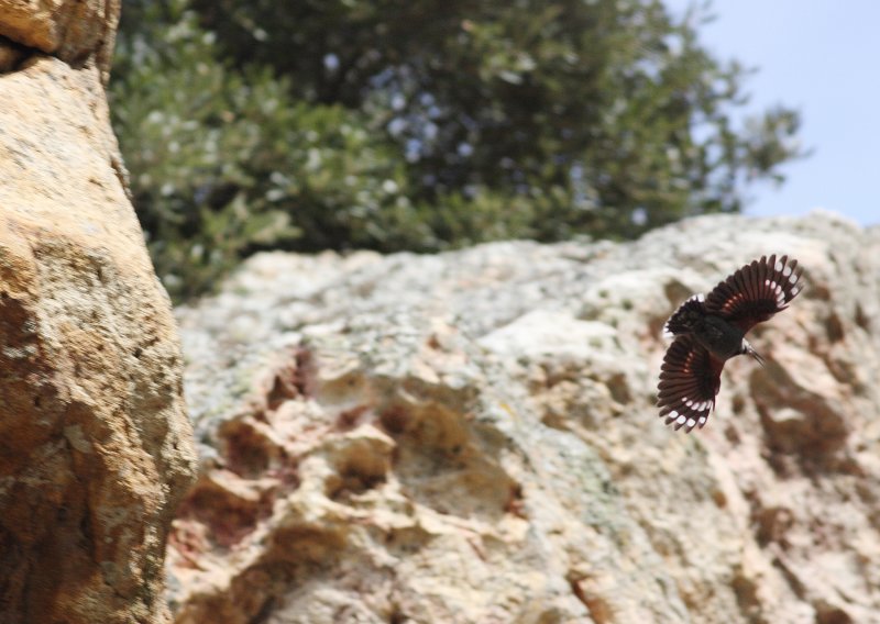 Wallcreeper 2 (Tichodroma muraria).jpg