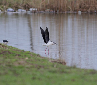 Black-winged Stilt (Himantopus himantopus).jpg