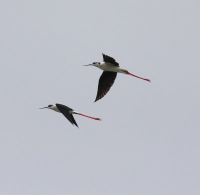 Black-winged Stilt (Himantopus himantopus)