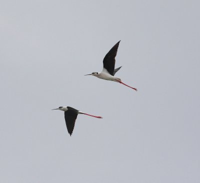 Black-winged Stilt (Himantopus himantopus)