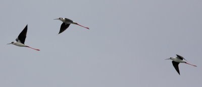 Black-winged Stilt (Himantopus himantopus)