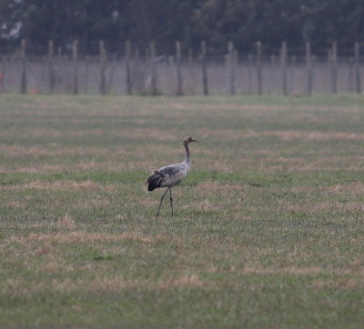 Crane (Grus grus)