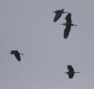 Purple Heron  ( Ardea purpurea)