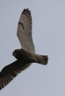 Short-eared Owl  (Asio flammeus)