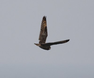 Short-eared Owl (Asio flammeus)