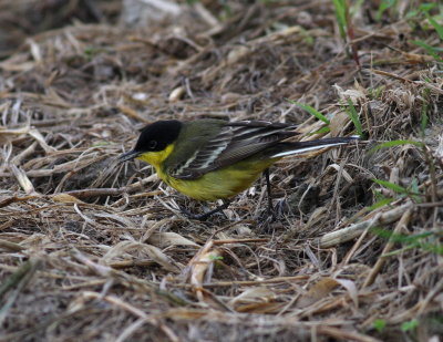 Yellow Wagtail ( Motacilla flava feldegg)