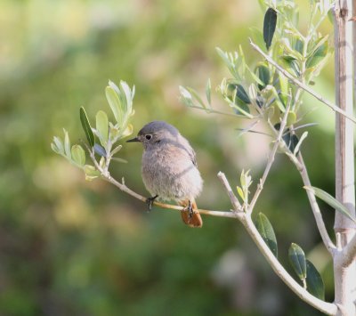 Black Redstart (Phoenicurus ochuros)