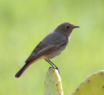 Black Redstart (Phoenicurus ochuros)