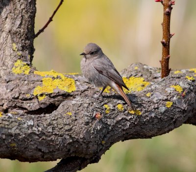 Black Redstart (Phoenicurus ochuros)