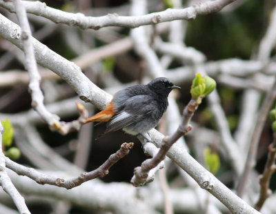 Black Redstart (Phoenicurus ochuros)