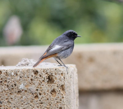 Black Redstart (Phoenicurus ochuros)