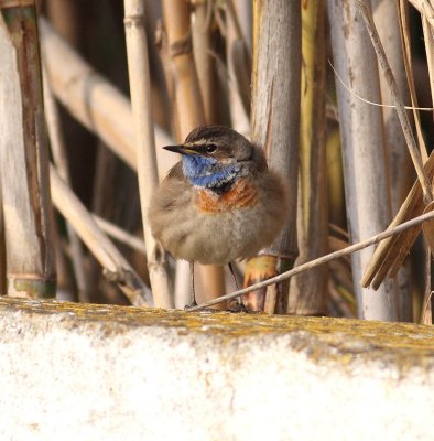 Bluethroat (Luscinia svecica)