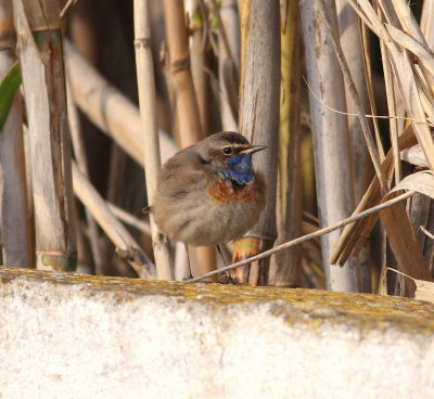 Bluethroat  (Luscinia svecica)