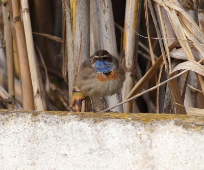 Bluethroat  (Luscinia svecica)
