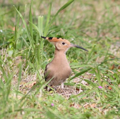 Hoopoe (Upupa epops)