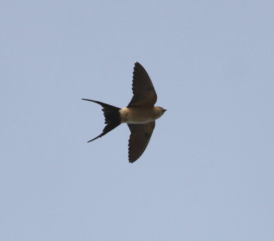 Red-rumped Swallow (Hirunda daurica)