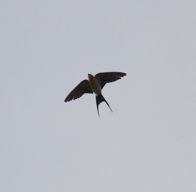 Red-rumped Swallow (Hirunda daurica)