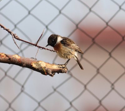Stonechat (Saxicola torquata)