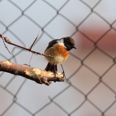 Stonechat  (Saxicola torquata)