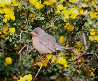 Subalpine Warbler (Sylvia cantillans)