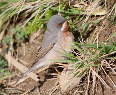 Subalpine Warbler  (Sylvia cantillans)