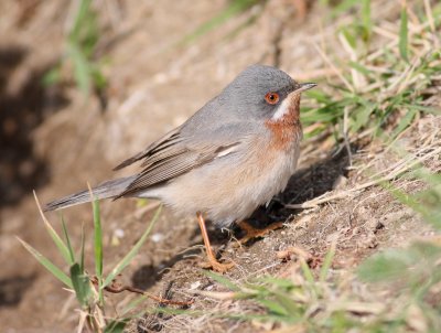 Subalpine Warbler  (Sylvia cantillans)