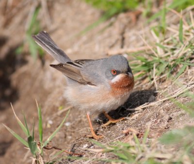 Subalpine Warbler  (Sylvia cantillans)