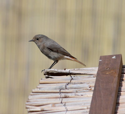 Black Redstart (Phoenicurus ochruros)