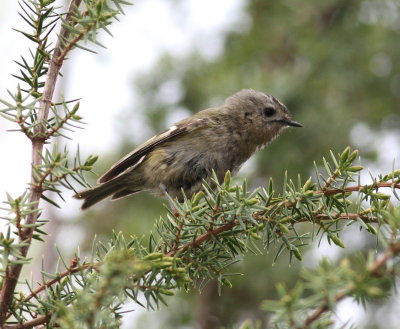 Goldcrest (Regulus regulus)