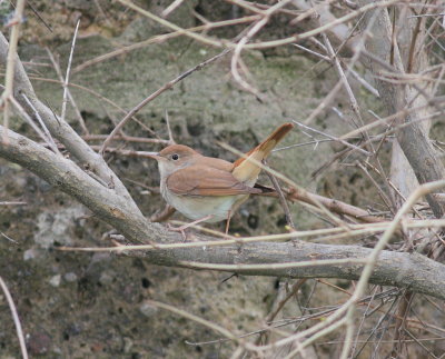 Nightingale (Luscinia megarhynchos)