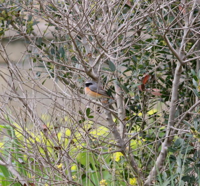 Redstart (Phoenicurus phoenicurus)