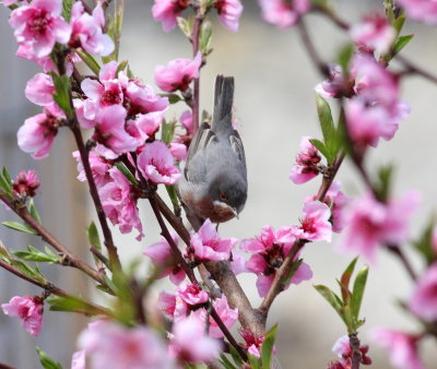 Subalpine Warbler (Sylvia cantillans)